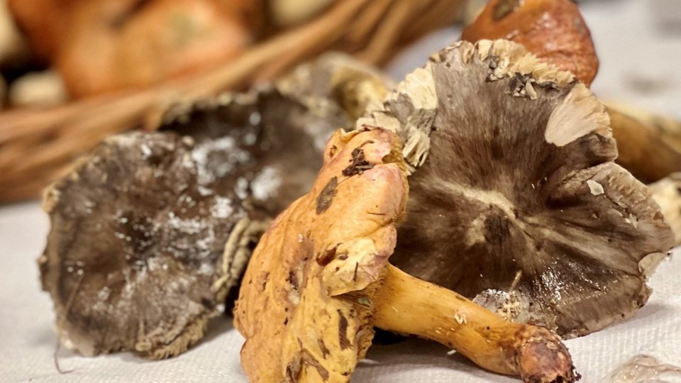 Presidio Micologico: identificate 12 specie di funghi tossici o velenosi nei boschi di San Marino e dintorni