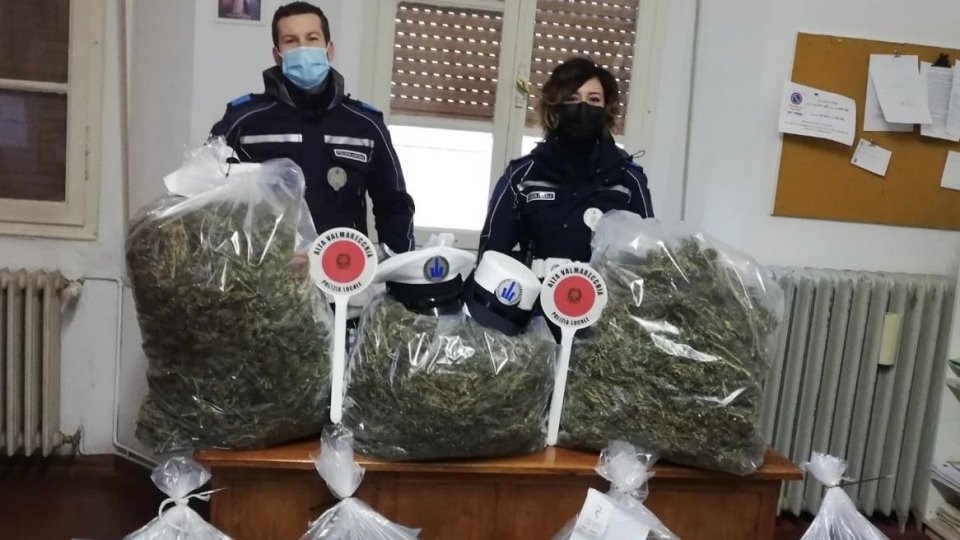 30 kg di presunta Marijuana sequestrata dalla Polizia Locale
