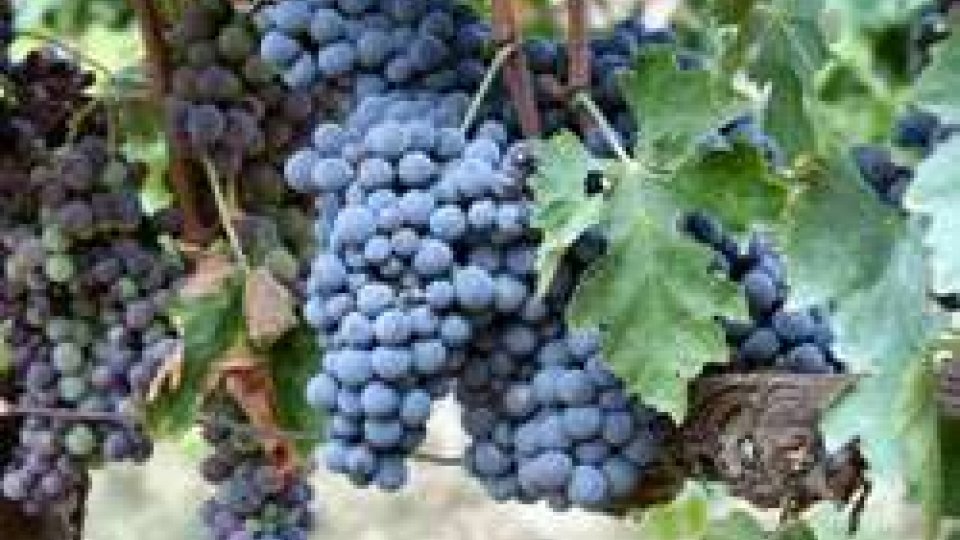Palio del Sangiovese a Borgo Maggiore: trionfa un vino delle Marche