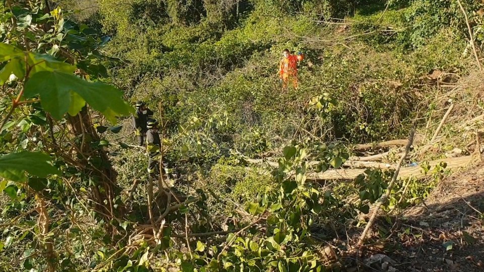 Gemmano, 67enne muore travolto da un albero che stava tagliando