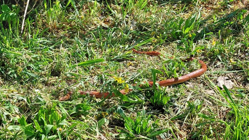 FOTOGALLERY | Trovato serpente rosso al parco di Viserba