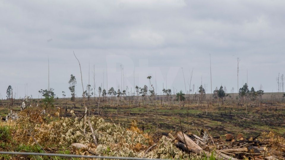 WWF: Non c'è spazio per la deforestazione sulle nostre tavole