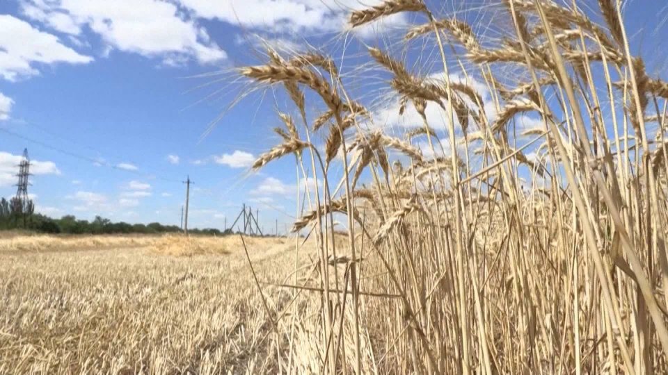 Ucraina: al via l'export sul grano