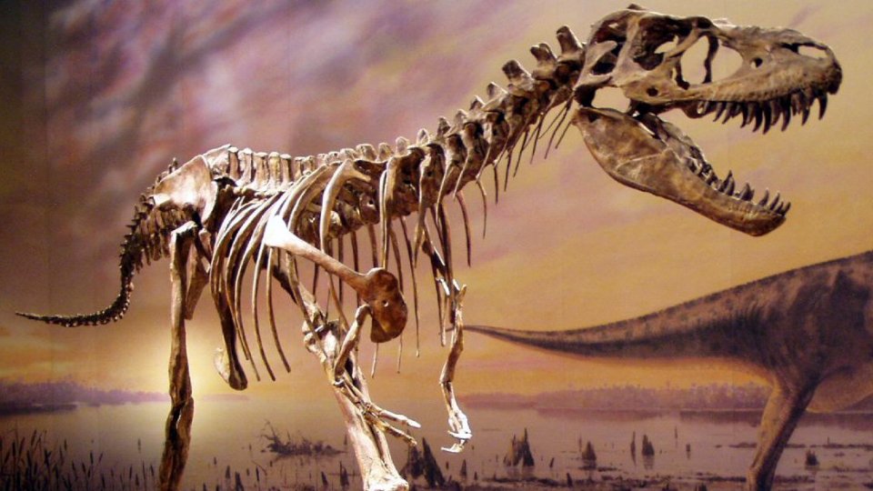 In foto uno scheletro di Gorgosauro conservato al Royal Tyrrell Museum di Drumheller. @Sebastian Bergmann (Licenza creative commons).