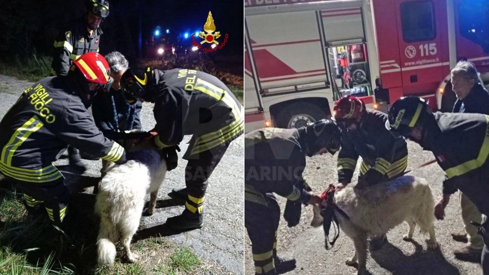 Casteldelci: Vigili del fuoco recuperano due cani caduti nel pozzo