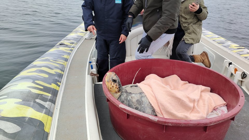 Due esemplari di Caretta caretta tornate in libertà al largo di Rimini