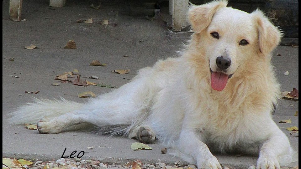 Foto profilo Fb il cane Leo