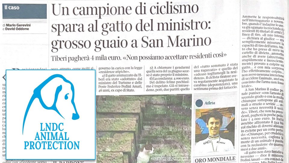 Gatto ucciso da campione di ciclismo, LNDC Animal Protection: "Pena lieve per reato grave"