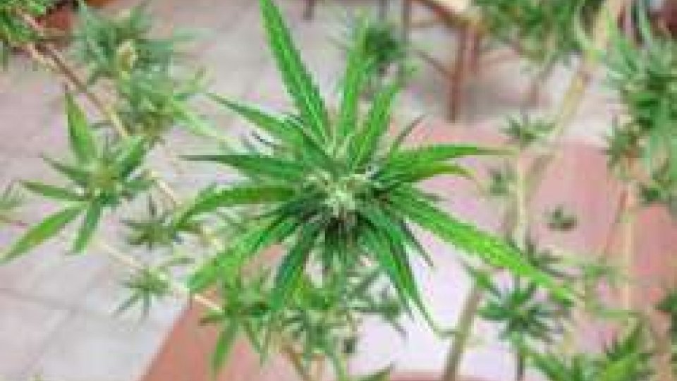 Una pianta di marijuana. Foto ansa