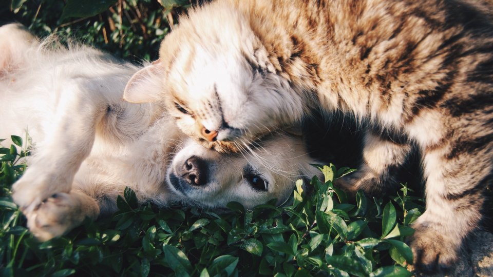 Attenzione ai colpi di calore per cani e gatti, ecco i consigli