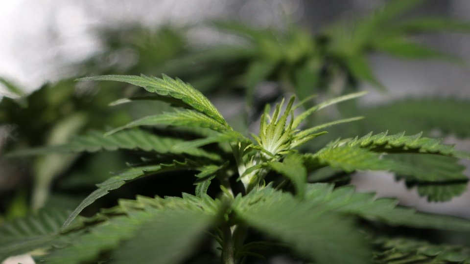 San Marino: coltiva orto di marijuana a casa, denunciato dalla Gendarmeria