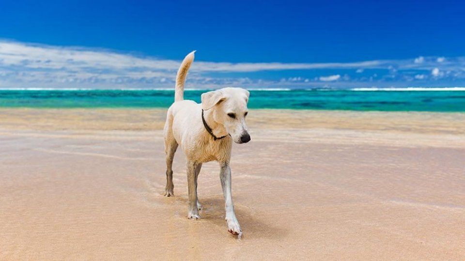 In spiaggia con il cane: i dieci consigli 'bestiali' dell'Oipa