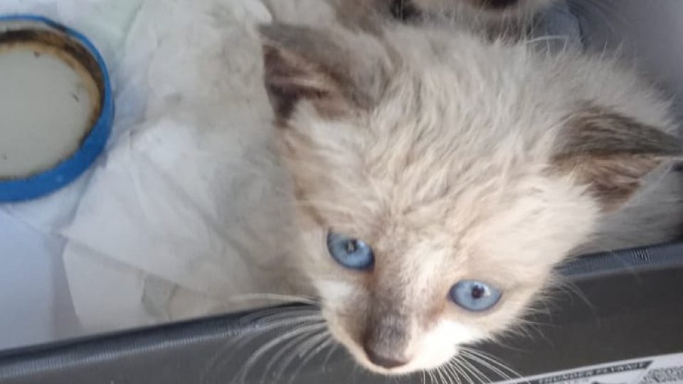 Rimini: gattini rinchiusi in un sacchetto della spazzatura, salvati da due bambine