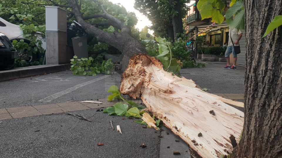 Crolla albero gigante a Rimini, rami investono vetture parcheggiate