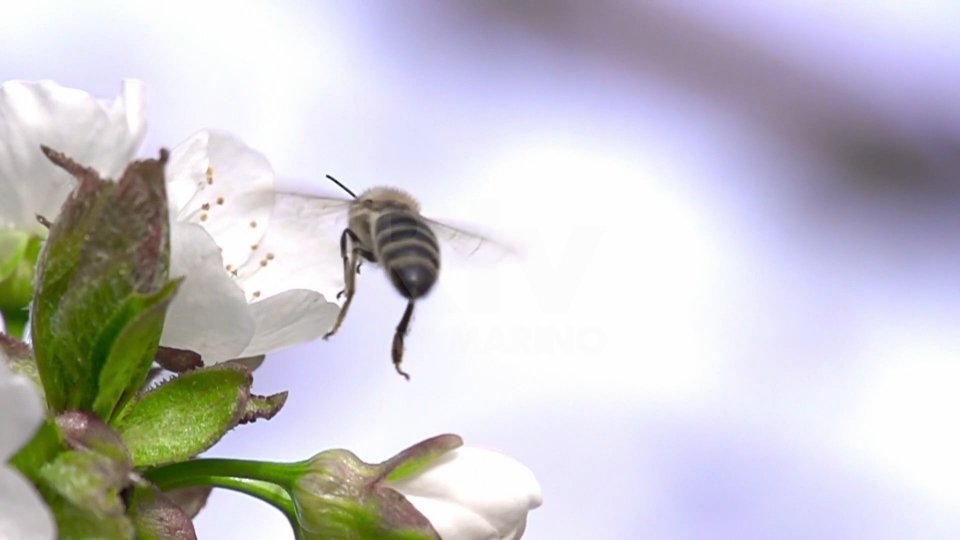 Api in cerca di polline: a ottobre i ritmi stravolti degli insetti