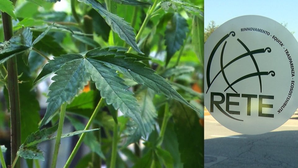 A sinistra una pianta di Cannabis. A destra la sede del movimento Rete