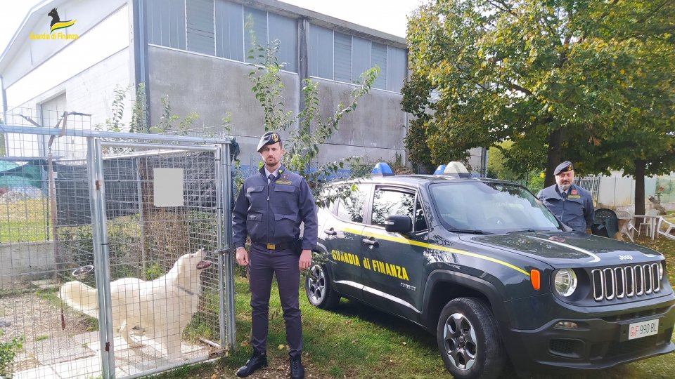 GdF Rimini, allevamenti di cani sconosciuti al fisco: evasione da mezzo milione di euro