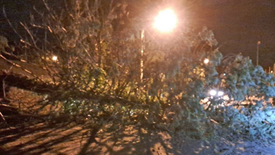 L'albero caduto a Chiesanuova, in via Bentivegna della Valle
