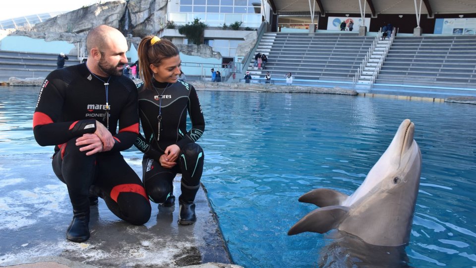 Al parco Oltremare di Riccione la delfina mia compie 15 anni, ambasciatrice di progetti di ricerca internazionali