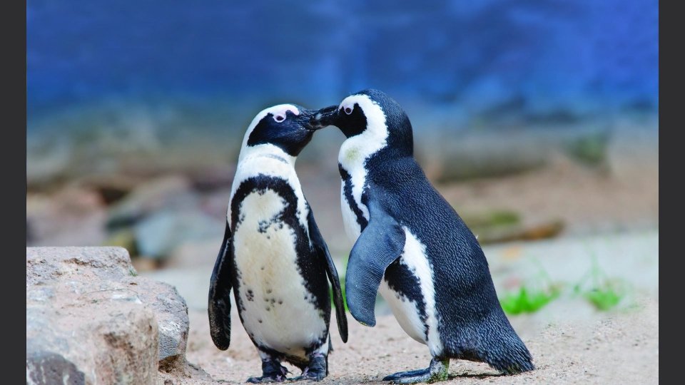Bilù è il nome scelto per il baby pinguino dell'Acquario di Cattolica
