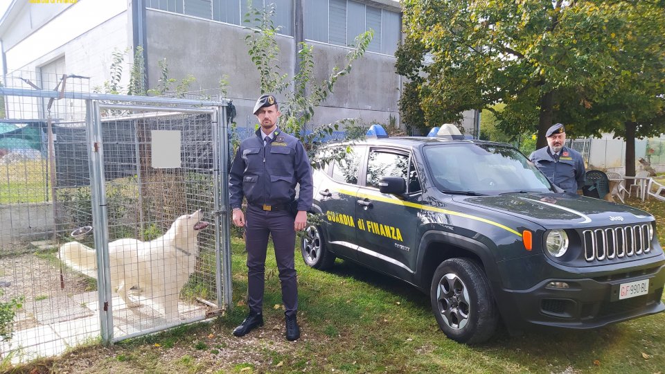 Guardia di Finanza: allevamenti di cani sconosciuti al fisco per 600 mila euro