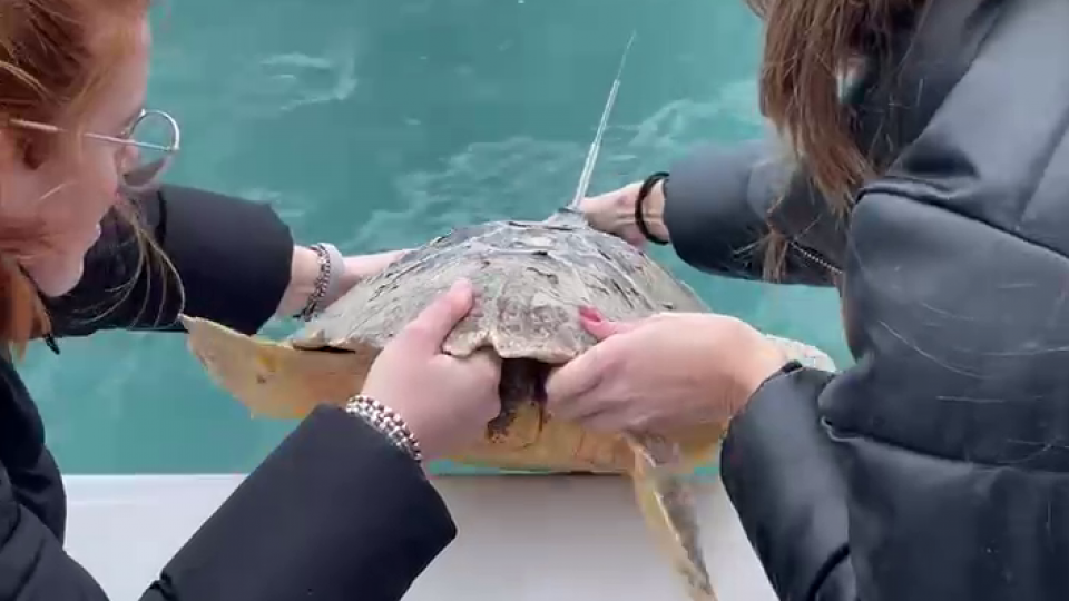 Fondazione Cetacea: la tartaruga ferita Thor torna in mare e ispira un cartone animato