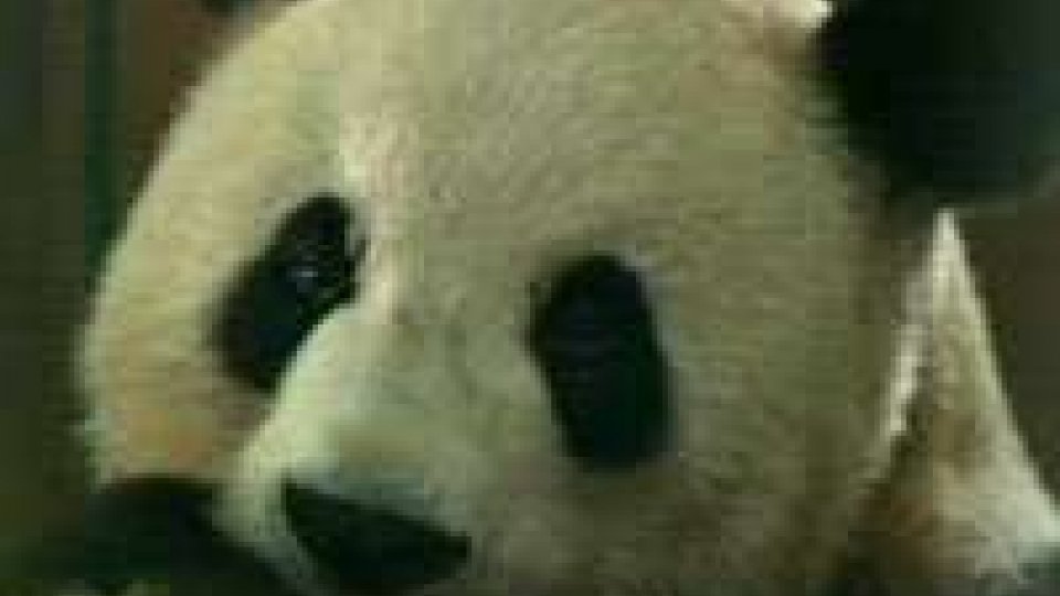 Cina, iniziativa per la tutela del Panda gigante