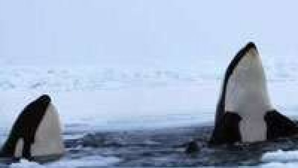 Canada, orche intrappolate nel ghiaccio