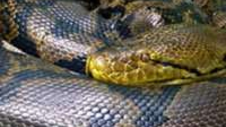 I serpenti di Acquaviva ( 2 pitoni reali) sono vivi e al sicuro