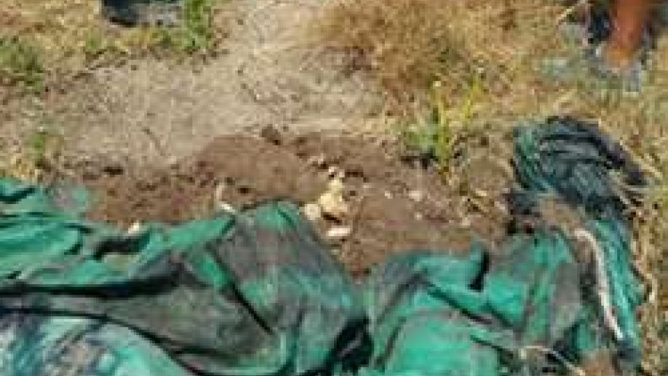 le carcasse scoperte nell'allevamento di San Clemente