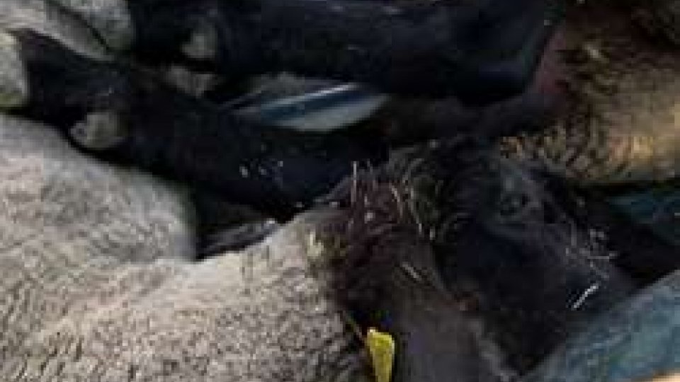 Casole: lupi uccidono tre pecoreAttacco di lupi all'azienda agricola Carlini: uccise tre pecore nella notte