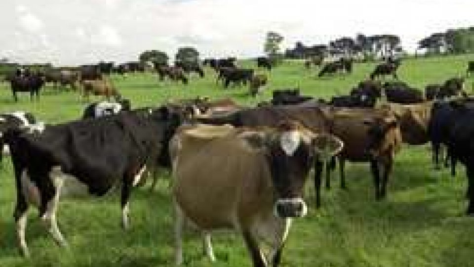 Nuova Zelanda: furto record di bestiame, rubate 500 mucche da latte