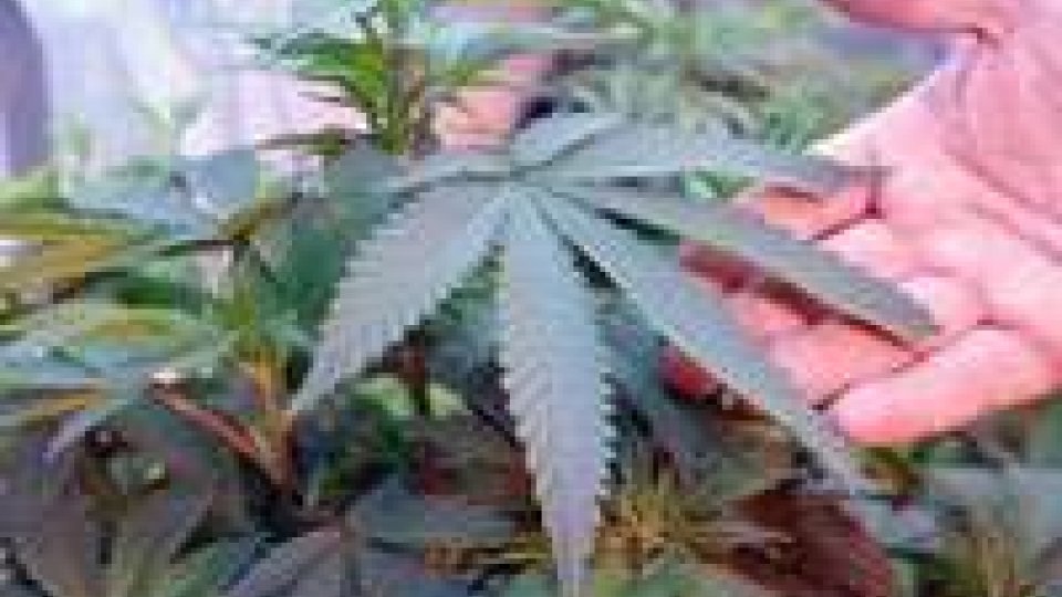 Coltivano marijuana in casa: arrestati in cinque