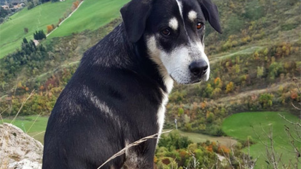 Luna, il cane rimasta vittima della polpetta avvelenataSan Leo: Forestali sulle tracce del “killer” dei cani