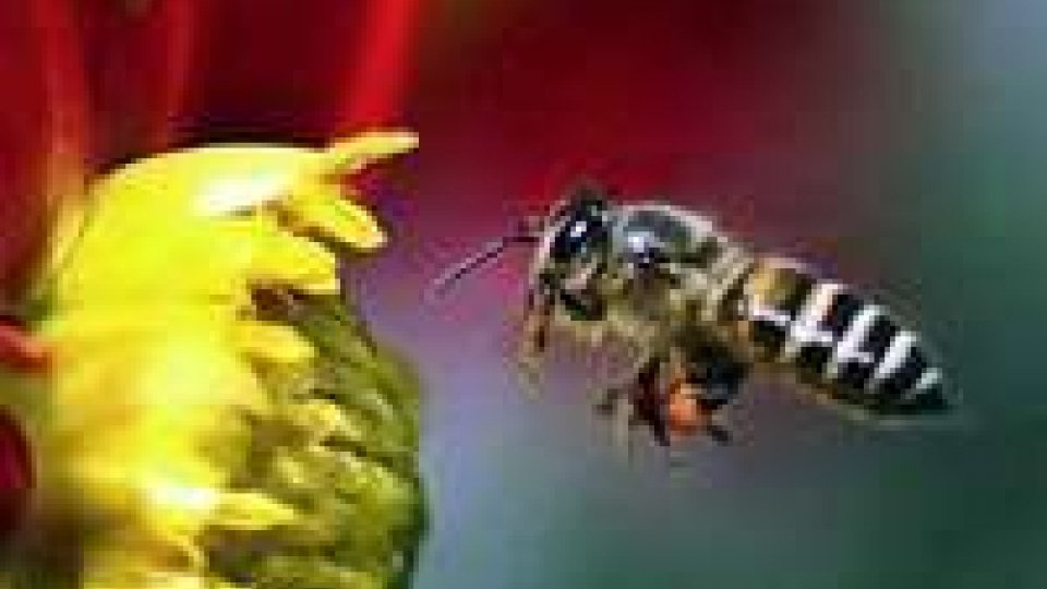 Gli insetticidi aggravano lo stato di salute degli alveari: le api rischiano la scomparsa