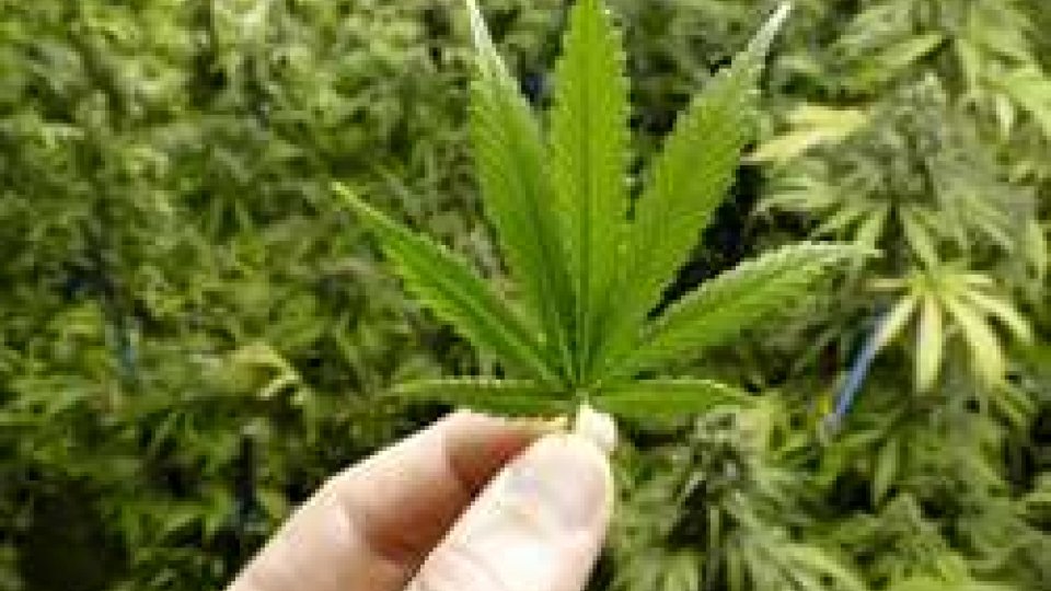 Il Canada legalizza l'uso della marijuana anche per scopi ricreativi