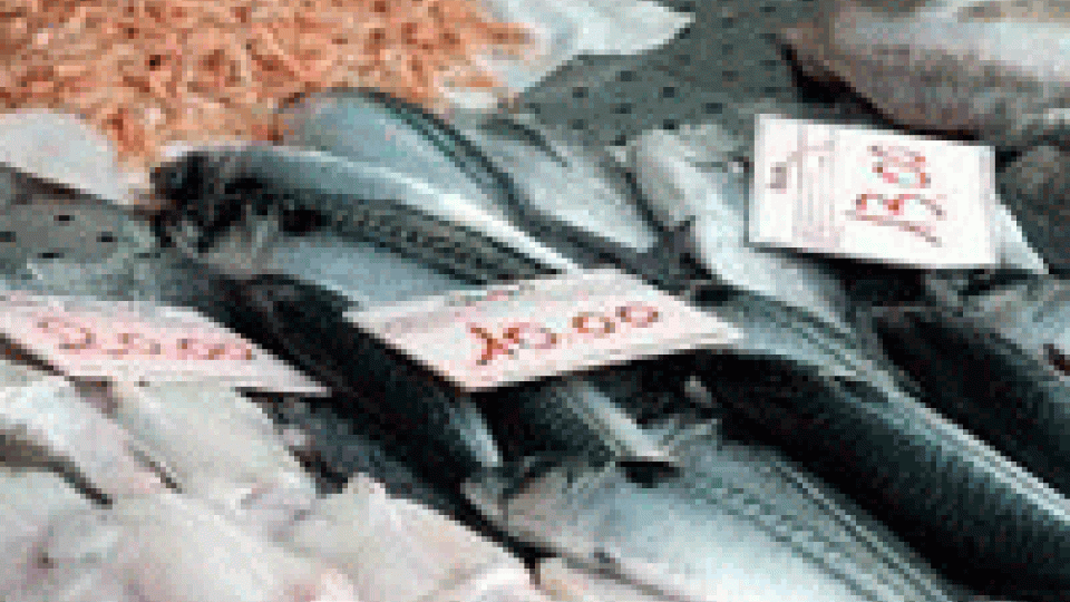 Coldiretti, 800 milioni spesa per acquisto pesce