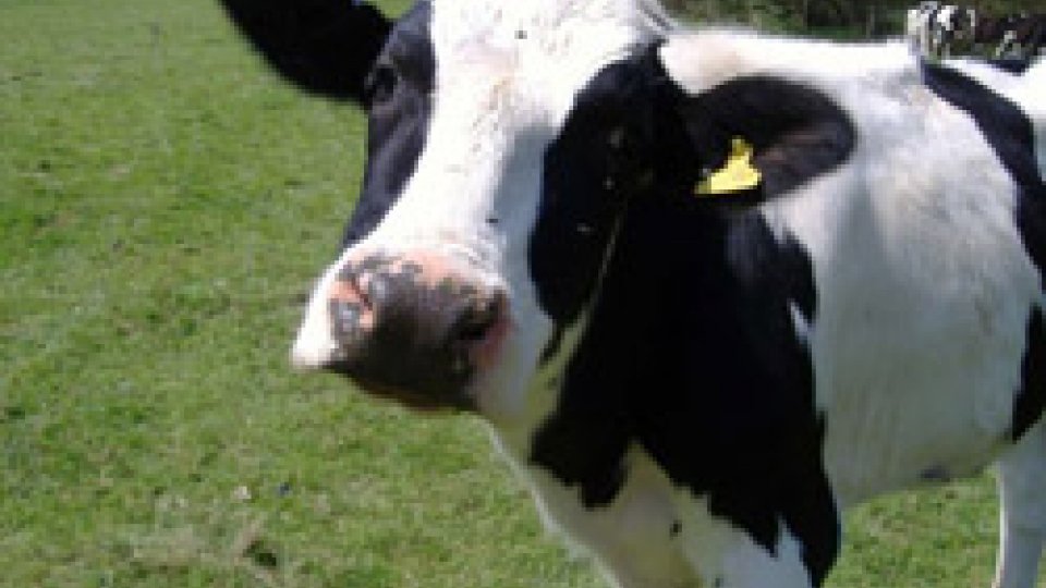 Social: mucca in fuga a Lesignano fra campi e strade