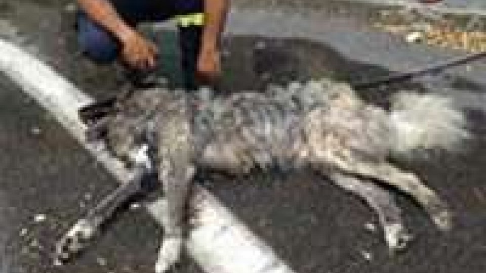 Morto il cane lasciato in auto dai turisti tedeschiMorto il cane lasciato in auto dai turisti tedeschi: intervista la dott. Berardi
