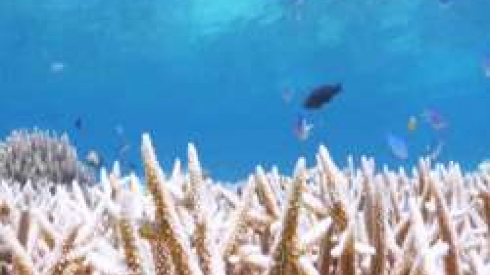 Grande barriera corallinaGrande barriera corallina, Australia corre ai ripari per salvarla