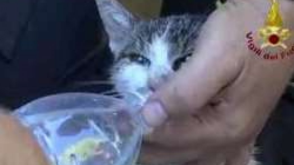 Amatrice, i Vigili del Fuoco salvano gattino a 5 giorni dal terremoto