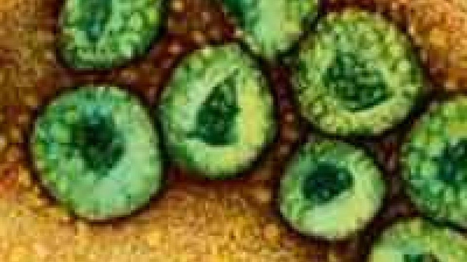Usa: virus Mers, dopo Indiana un altro caso in Florida