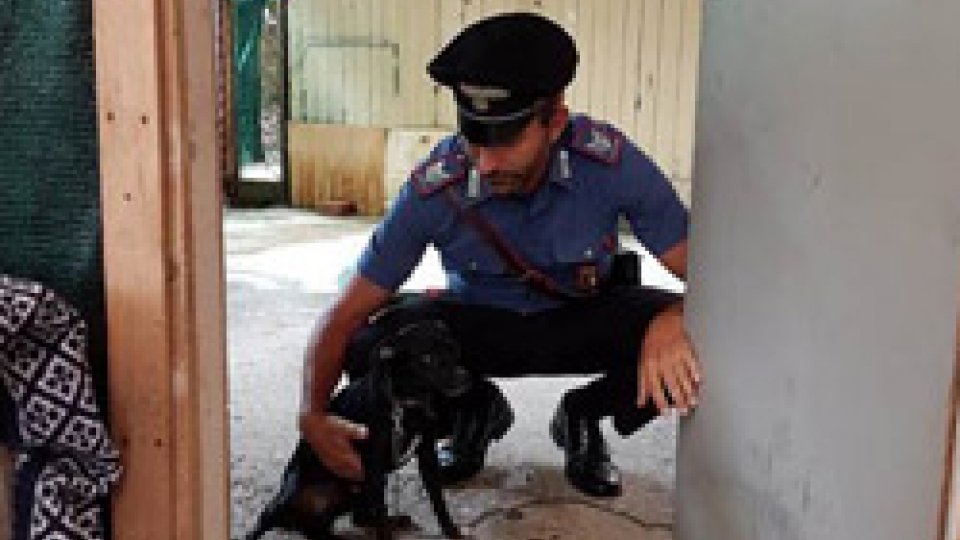 Il cucciolo salvato dai Carabinieri