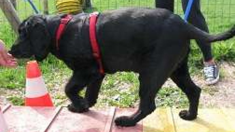 San Marino Agility Dog porta l'eccellenza cinofila a San Patrignano