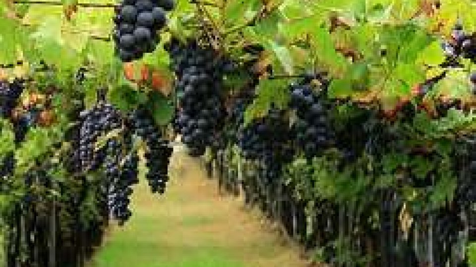 Dall’uva al vino: vendemmiamo, pestiamo l’uva e degustiamo!!!
