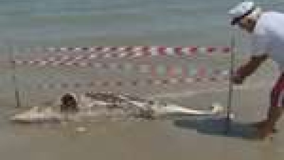 Rimini - Trovati i resti di un delfino sulla riva del Bagno 46