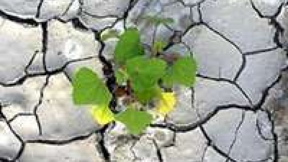 La siccità sta provocando danni enormi all’agricolturaLa siccità sta provocando danni enormi all’agricoltura