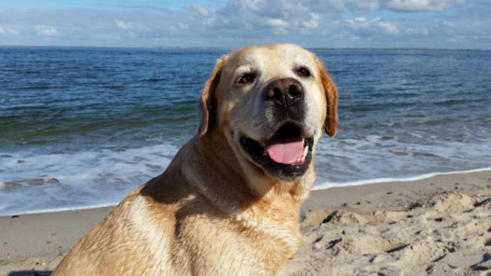 Un labrador in spiaggia