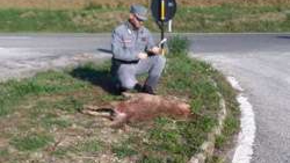 Esemplare di lupo decapitato è stato trovato nel comune di Pergola