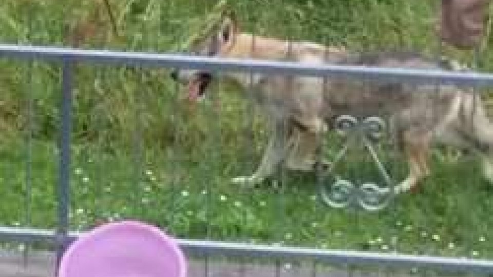 Lupi a Fiorentino: Apas, si tratta di cane lupo cecoslovacco